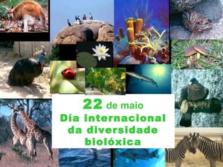 22 de maio
Día internacional
da diversidade
biolóxica
 