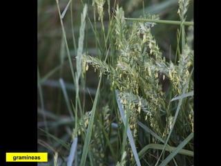 gramíneas
 