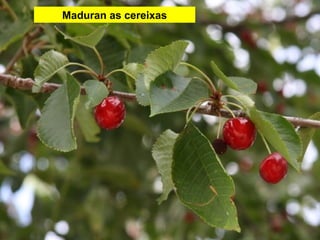 Maduran as cereixas
 