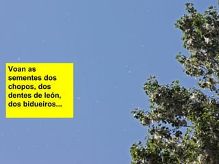 Voan as
sementes dos
chopos, dos
dentes de león,
dos bidueiros...
 