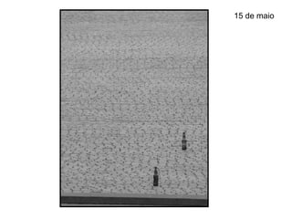 15 de maio
 