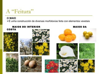 A “Feitura” O MAIO É unha construcción de diversas morfoloxías feita con elementos vexetais MAIOS DO INTERIOR  MAIOS DA COSTA 