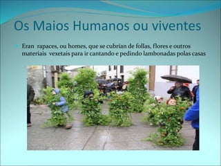Os Maios Humanos ou viventes
 Eran rapaces, ou homes, que se cubrían de follas, flores e outros
materiais vexetais para ir cantando e pedindo lambonadas polas casas
 