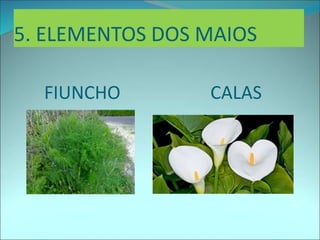 5. ELEMENTOS DOS MAIOS
FIUNCHO CALAS
 