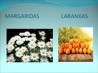 MARGARIDAS LARANXAS
 