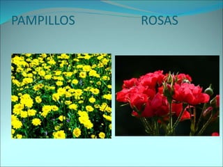 PAMPILLOS ROSAS
 