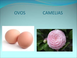 OVOS CAMELIAS
 