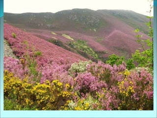 QUE SON?
 A festa dos Maios é unha festividade
estreitamente relacionada coa agricultura e a
celebración do espertar da vida vexetal, do poder
rexenerador da natureza que coincide coa chegada da
Primavera, do bo tempo, dos días máis longos e co
comezo do ano agrícola.
 