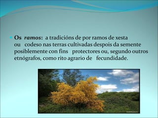  Os ramos: a tradicións de por ramos de xesta
ou codeso nas terras cultivadas despois da semente
posiblemente con fins protectores ou, segundo outros
etnógrafos, como rito agrario de fecundidade.
 