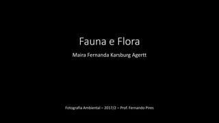 Fauna e Flora
Maira Fernanda Karsburg Agertt
Fotografia Ambiental – 2017/2 – Prof. Fernando Pires
 
