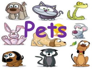 Pets
 
