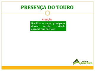 PRESENÇA DO TOURO
ATENÇÃO
Novilhas e vacas primíparas
devem
receber
cuidado
especial com nutrição

 