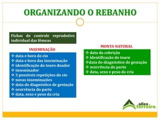 ORGANIZANDO O REBANHO
Fichas de controle reprodutivo
individual das fêmeas

INSEMINAÇÃO
 data e hora do cio
 data e hora das inseminação
 identificação do touro doador
 inseminador
 3 possíveis repetições do cio
 novas inseminações
 data do diagnóstico de gestação
 ocorrência do parto
 data, sexo e peso da cria

MONTA NATURAL

 data da cobrição
 identificação do touro
data do diagnóstico de gestação
 ocorrência do parto
 data, sexo e peso da cria

 