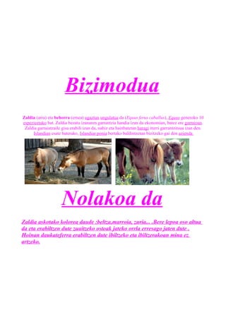 Bizimodua
Zaldia (arra) eta behorra (emea) ugaztun ungulatua da (Equus ferus caballus), Equus generoko 10
espezieetako bat. Zaldia bezatu izanaren garrantzia handia izan da ekonomian, batez ere garraioan.
Zaldia garraiatzaile gisa erabili izan da, nahiz eta hainbatetan haragi iturri garrantzitsua izan den.
Islandian esate baterako, Islandiar ponia bertako baldintzetan bizitzeko gai den azienda
Nolakoa da
Zaldia askotako kolorea daude :beltza,marroia, zuria... .Bere lepoa oso altua
da eta erabiltzen dute zuaitzeko ostoak jateko orrla erresago jaten dute .
Hoinan daukateferra erabiltzen dute ibiltzeko eta ibiltzerakoan mina ez
artzeko.
 