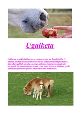 Ugalketa
Zaldia lau urteekin heldutasun sexualera heltzen da. Ernaldi-aldia 11
hilabete irauten ditu eta ernaldi bakoitzeko zamalko bakarra jaiotzen da.
Etxe-abere zaldiak egokitze sexualen zailtasun handiagoak dituzte eta
horregatik batzuetan beharrezkoa da gizon baten laguntza zaldiaren zakila
emearen baginaraino gidatuz emea ernaltzeko momentuan.
 
