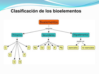 Clasificación de los bioelementos

 