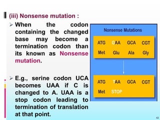 (iii) Nonsense mutation :
 When the codon
containing the changed
base may become a
termination codon than
its known as Nonsense
mutation.
 E.g., serine codon UCA
becomes UAA if C is
changed to A. UAA is a
stop codon leading to
termination of translation
at that point. 42
 