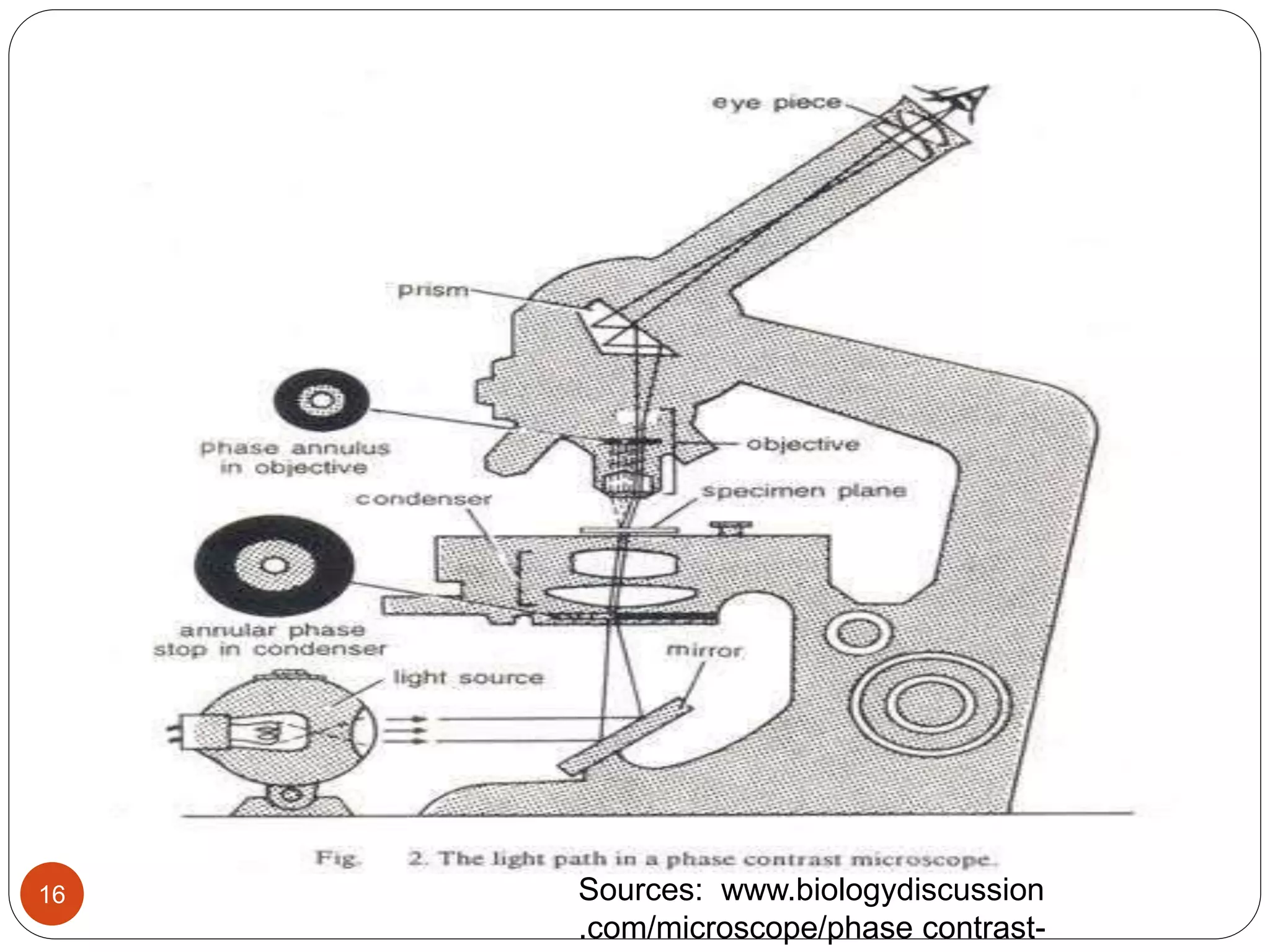 Principles and application of light, phase constrast and fluorescence ...
