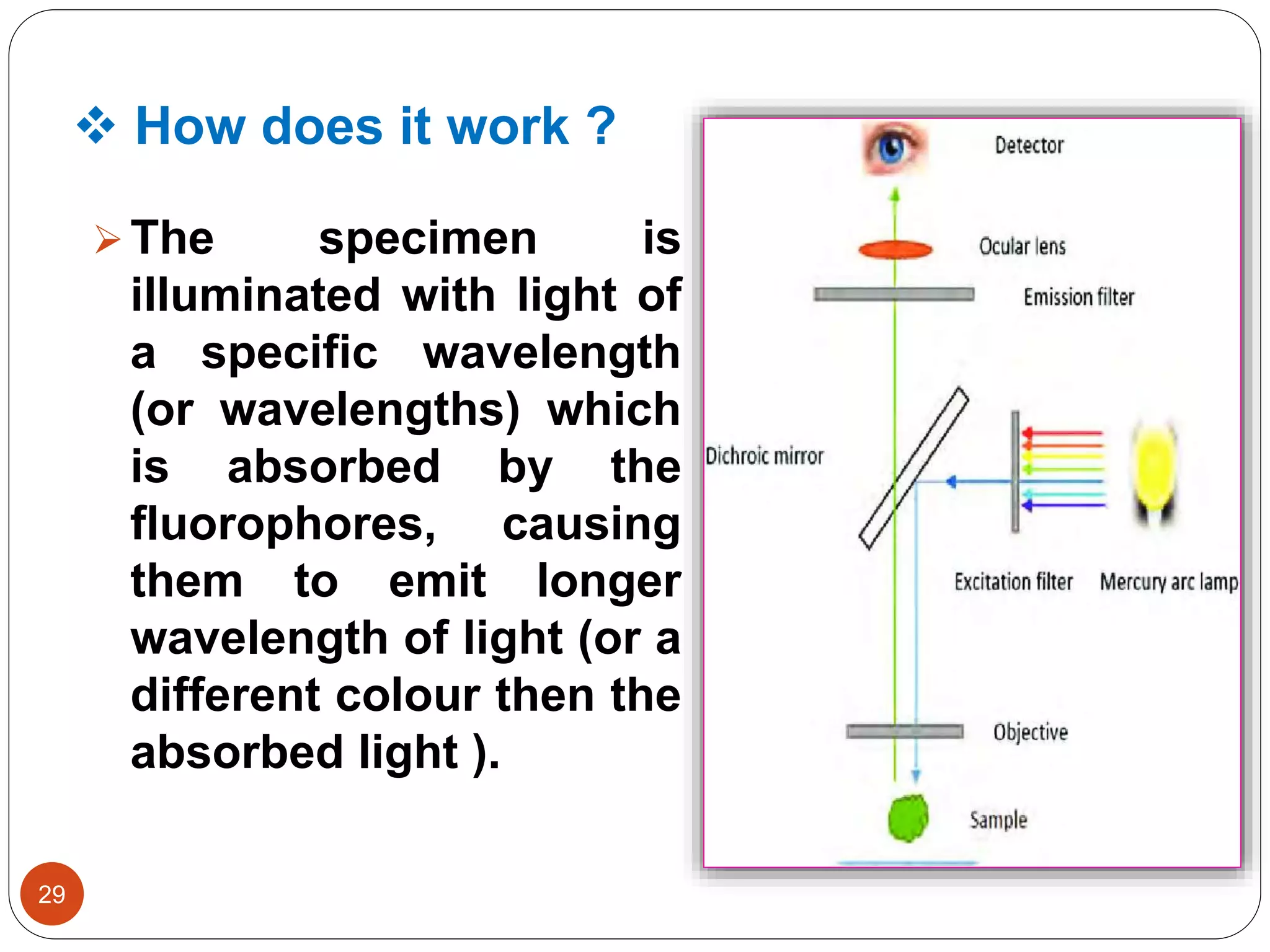  How does it work ?
29
The specimen is
illuminated with light of
a specific wavelength
(or wavelengths) which
is absorbed by the
fluorophores, causing
them to emit longer
wavelength of light (or a
different colour then the
absorbed light ).
 