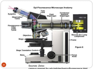 Phase Light Microscope Principles and application of light, phase constrast and fluorescence ...