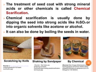  The treatment of seed coat with strong mineral
acids or other chemicals is called Chemical
Scarification.
 Chemical scarification is usually done by
dipping the seed into strong acids like H2SO4 or
into organic solvents like acetone or alcohol.
 It can also be done by boiling the seeds in water.
30
Sources :(http://www.culture-acre.com/wp-
content/uploads/2017/07/seed-
scarification.jpg)
Shaking by Sandpaper
(Sources : http://www.usa-
gardening.com/seed-
scarification/germinating-seeds/scarification-
techniques.jpg)
(Sources:https://image.slidesharecdn.com/bo
tanyforgardeners-2014-final-140202175042-
phpapp02/95/botany-for-gardeners-2014-70-
638.jpg?cb=1391363643)
Scratching by Knife By Chemical
 