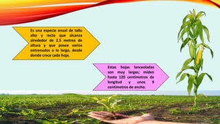 Es una especie anual de tallo
alto y recto que alcanza
alrededor de 2.5 metros de
altura y que posee varios
entrenudos a lo largo, desde
donde crece cada hoja.
Estas hojas lanceoladas
son muy largas; miden
hasta 120 centímetros de
longitud y unos 9
centímetros de ancho.
 