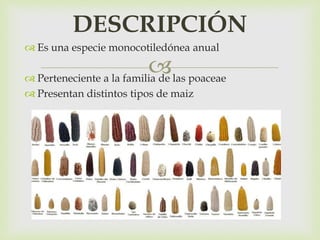 
 Es una especie monocotiledónea anual
 Perteneciente a la familia de las poaceae
 Presentan distintos tipos de maiz
DESCRIPCIÓN
 
