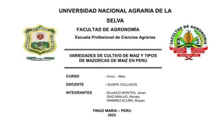 UNIVERSIDAD NACIONAL AGRARIA DE LA
SELVA
FACULTAD DE AGRONOMÍA
Escuela Profesional de Ciencias Agrarias
VARIEDADES DE CULTIVO DE MAIZ Y TIPOS
DE MAZORCAS DE MAIZ EN PERU
CURSO : Arroz - Maiz
DOCENTE : QUISPE COLLAZOS
INTEGRANTES : BUJAICO MONTES, Johan
DIAZ ARAUJO, Renato
RAMIREZ ACUÑA, Brayan
TINGO MARIA – PERU
2023
 