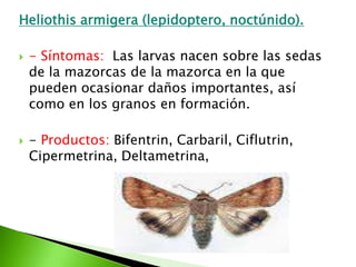 Heliothisarmigera (lepidoptero, noctúnido).- Síntomas:  Las larvas nacen sobre las sedas de la mazorcas de la mazorca en la que pueden ocasionar daños importantes, así como en los granos en formación.- Productos: Bifentrin, Carbaril, Ciflutrin, Cipermetrina, Deltametrina, 