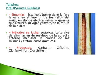 Taladros:Piral (Pyraustanubilalis)- Síntomas:  Este lepidóptero tiene la fase larvaria en el interior de los tallos del maíz, en donde efectúa minas y galerías que reducen su vigor y favorecen la rotura de la planta. - Métodos de lucha: prácticas culturales de eliminación de residuos de la cosecha anterior mediante la quema de los mismos y tratamientos químicos.- Productos: Carbaril, Ciflutrin, Clorfenvinfos, Clorpirifos, 
