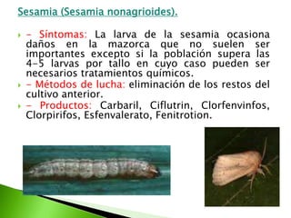 Sesamia (Sesamianonagrioides).- Síntomas: La larva de la sesamia ocasiona daños en la mazorca que no suelen ser importantes excepto si la población supera las  4-5 larvas por tallo en cuyo caso pueden ser necesarios tratamientos químicos. - Métodos de lucha: eliminación de los restos del cultivo anterior.- Productos: Carbaril, Ciflutrin, Clorfenvinfos, Clorpirifos, Esfenvalerato, Fenitrotion.