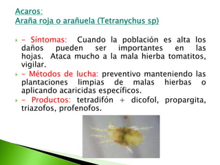 Acaros: Araña roja o arañuela (Tetranychussp)- Síntomas:  Cuando la población es alta los daños pueden ser importantes en las hojas.  Ataca mucho a la mala hierba tomatitos, vigilar. - Métodos de lucha: preventivo manteniendo las plantaciones limpias de malas hierbas o aplicando acaricidas específicos. - Productos: tetradifón + dicofol, propargita, triazofos, profenofos.