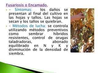 Fusariosis o Encamado.- Síntomas:  los daños se presentan al final del cultivo en las hojas y tallos. Las hojas se secan y los tallos se quiebran. - Métodos de lucha: se controla utilizando métodos preventivos como sembrar híbridos resistentes, control de orugas taladradoras, abonado equilibrado en N y K y disminución de la densidad de siembra. 