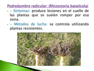 Podredumbre radicular: (Rhizoctoriabatatícola) - Síntomas: produce lesiones en el cuello de las plantas que se suelen romper por esa zona. -Métodos de lucha: se controla utilizando plantas resistentes.