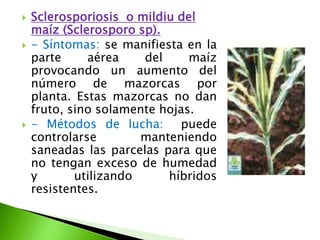 Sclerosporiosis  o mildiu del maíz (Sclerosporosp).- Síntomas: se manifiesta en la parte aérea del maíz provocando un aumento del número de mazorcas por planta. Estas mazorcas no dan fruto, sino solamente hojas. - Métodos de lucha:  puede controlarse manteniendo saneadas las parcelas para que no tengan exceso de humedad y utilizando híbridos resistentes.