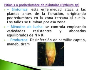 Pitiosis o podredumbre de plántulas (Pythiumsp)- Síntomas: esta enfermedad ataca a las plantas antes de la floración, originando podredumbres en la zona cercana al cuello. Los tallos se tumban por esa zona.- Métodos de lucha: se controla empleando variedades resistentes y abonados equilibrados de N y K.- Productos: Desinfección de semilla: captan, maneb, tiram