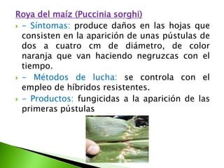 Roya del maíz (Pucciniasorghi)- Síntomas: produce daños en las hojas que consisten en la aparición de unas pústulas de dos a cuatro cm de diámetro, de color naranja que van haciendo negruzcas con el tiempo. - Métodos de lucha: se controla con el empleo de híbridos resistentes.- Productos: fungicidas a la aparición de las primeras pústulas