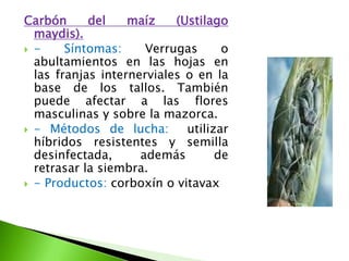 Carbón del maíz (Ustilagomaydis). - Síntomas: Verrugas o abultamientos en las hojas en las franjas internerviales o en la base de los tallos. También puede afectar a las flores masculinas y sobre la mazorca. - Métodos de lucha:  utilizar híbridos resistentes y semilla desinfectada, además de retrasar la siembra. - Productos: corboxín o vitavax
