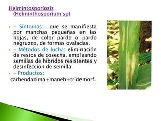 Helmintosporiosis (Helminthosporiumsp)- Síntomas:  que se manifiesta por manchas pequeñas en las hojas, de color pardo o pardo negruzco, de formas ovaladas. - Métodos de lucha: eliminación de restos de cosecha, empleando semillas de híbridos resistentes y desinfección de semilla.- Productos:carbendazima+maneb+tridemorf. 