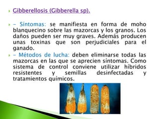 Gibberellosis (Gibberellasp).- Síntomas: se manifiesta en forma de moho blanquecino sobre las mazorcas y los granos. Los daños pueden ser muy graves. Además producen unas toxinas que son perjudiciales para el ganado. - Métodos de lucha: deben eliminarse todas las mazorcas en las que se aprecien síntomas. Como sistema de control conviene utilizar híbridos resistentes y semillas desinfectadas y tratamientos químicos.