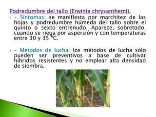 Podredumbre del tallo (Erwiniachrysanthemi).- Síntomas: se manifiesta por marchitez de las hojas y podredumbre húmeda del tallo sobre el quinto o sexto entrenudo. Aparece, sobretodo, cuando se riega por aspersión y con temperaturas entre 30 y 35 ºC. - Métodos de lucha: los métodos de lucha sólo pueden ser preventivos a base de cultivar híbridos resistentes y no emplear alta densidad de siembra. 