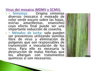 Virus del mosaico (MDMV y SCMV).- Síntomas:   Origina síntomas diversos (mosaico o moteado de color verde oscuro sobre las hojas, estrías amarillentas, enanismo) cuyo efecto final puede ser una importante reducción de cosecha. - Métodos de lucha: solo pueden ser preventivos utilizando semillas libre de virus y eliminación de pulgones que son responsables de transmisión e inoculación de los virus. Para ello es necesaria la destrucción de malas hierbas que los albergan con tratamientos químicos si son necesarios.