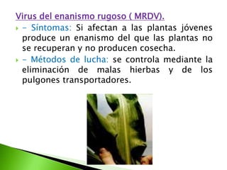 Virus del enanismo rugoso ( MRDV).- Síntomas: Si afectan a las plantas jóvenes produce un enanismo del que las plantas no se recuperan y no producen cosecha.- Métodos de lucha: se controla mediante la eliminación de malas hierbas y de los pulgones transportadores. 