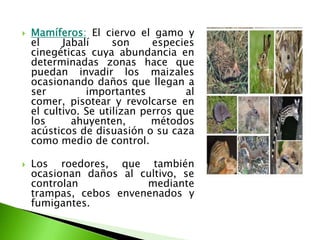 Mamíferos:El ciervo el gamo y el Jabalí son especies cinegéticas cuya abundancia en determinadas zonas hace que puedan invadir los maizales ocasionando daños que llegan a ser importantes al comer, pisotear y revolcarse en el cultivo. Se utilizan perros que los ahuyenten, métodos acústicos de disuasión o su caza como medio de control. Los roedores, que también ocasionan daños al cultivo, se controlan mediante trampas, cebos envenenados y fumigantes.