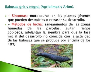 Babosas gris y negra: (Agriolimax y Arion). - Síntomas: mordeduras en las plantas jóvenes que pueden destruirlas o retrasar su desarrollo. - Métodos de lucha: saneamientos de las zonas húmedas de las parcelas, evitan riegos copiosos, adelantan la siembra para que la fase inicial del desarrollo no coincida con la actividad de las babosas que se produce por encima de los 10°C 