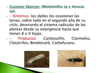 Gusanos blancos: (Melolonthasp y Anoxia sp).- Síntomas: los daños los ocasionan las larvas, sobre todo en el segundo año de su ciclo, devorando el sistema radicular de las plantas desde su emergencia hasta que tienen 8 o 9 hojas. - Productos: Carbosulfin, Clormefos, Clorpirifos, Bendiocarb, Carbefurano, 