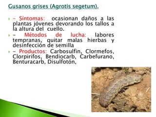 Gusanos grises (Agrotissegetum).- Síntomas:  ocasionan daños a las plantas jóvenes devorando los tallos a la altura del  cuello. - Métodos de lucha: labores tempranas, quitar malas hierbas y desinfección de semilla- Productos: Carbosulfin, Clormefos, Clorpirifos, Bendiocarb, Carbefurano, Benturacarb, Disulfotón, 