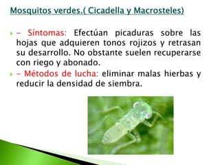 Mosquitos verdes.( Cicadella y Macrosteles) - Síntomas: Efectúan picaduras sobre las hojas que adquieren tonos rojizos y retrasan su desarrollo. No obstante suelen recuperarse con riego y abonado. - Métodos de lucha: eliminar malas hierbas y reducir la densidad de siembra.