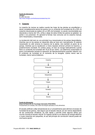 Proyecto BID-ADEX – RTA / MAIZ AMARILLO Página 6 de 24
Fuente de información:
Infoagro
El cultivo del maíz
http://www.infoagro.com/herbaceos/cereales/maiz.htm
e. Cosecha
La cosecha de maíces se realiza cuando las hojas de las plantas se amarillentan y
secan completamente siendo los granos con un contenido de humedad de 25 a 35%; la
cosecha mecanizada se realiza con un 28% de humedad, no siendo recomendable que
descienda a menos del 15%, arriba o abajo de estos límites los granos se aplastan, se
parten o se pulverizan. En general la formas mas comunes son la cosecha manual,
semi mecanizada y mecanizada.
La recolección del maíz es una actividad muy mecanizada en los países desarrollados,
mientras que en los países en desarrollo ésta se hace aún manualmente. El sistema
mecanizado no sólo arranca la mazorca de la planta, sino también el grano de la
panoja, mientras que la recolección a mano requiere arrancar primero la mazorca, y
posteriormente mondarla. En ambos casos, el maíz se recoge habitualmente cuando
tiene un contenido de humedad del 18 al 24 por ciento. Los deterioros ocasionados al
grano (normalmente durante la operación de descascaramiento) guardan relación con
el contenido de humedad en el momento de la recogida: cuanto menor sea la
humedad, menor será el deterioro.
Fuente de información:
Grupo de Desarrollo de Tecnología Intermedia (ITDG-PERU)
Procesamiento de cereales, libro sobre tecnologías aplicadas al ciclo alimentario
El secado artificial a altas temperaturas es un procedimiento para eliminar el exceso de
humedad de los granos, más seguro que el secado natural, por ser menos dependiente
de las condiciones climáticas; es más rápido y permite evitar algunos daños que
ocurren durante el secado natural. En lugares donde no se dispone de energía eléctrica
y cuyas cosechas son pequeñas, el uso del principio de convección natural puede ser
una buena opción.
Trillado
Despedrado
Ventilado
Secado
Cosecha
Presecado
 