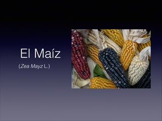 El Maíz
(Zea Mayz L.)
 